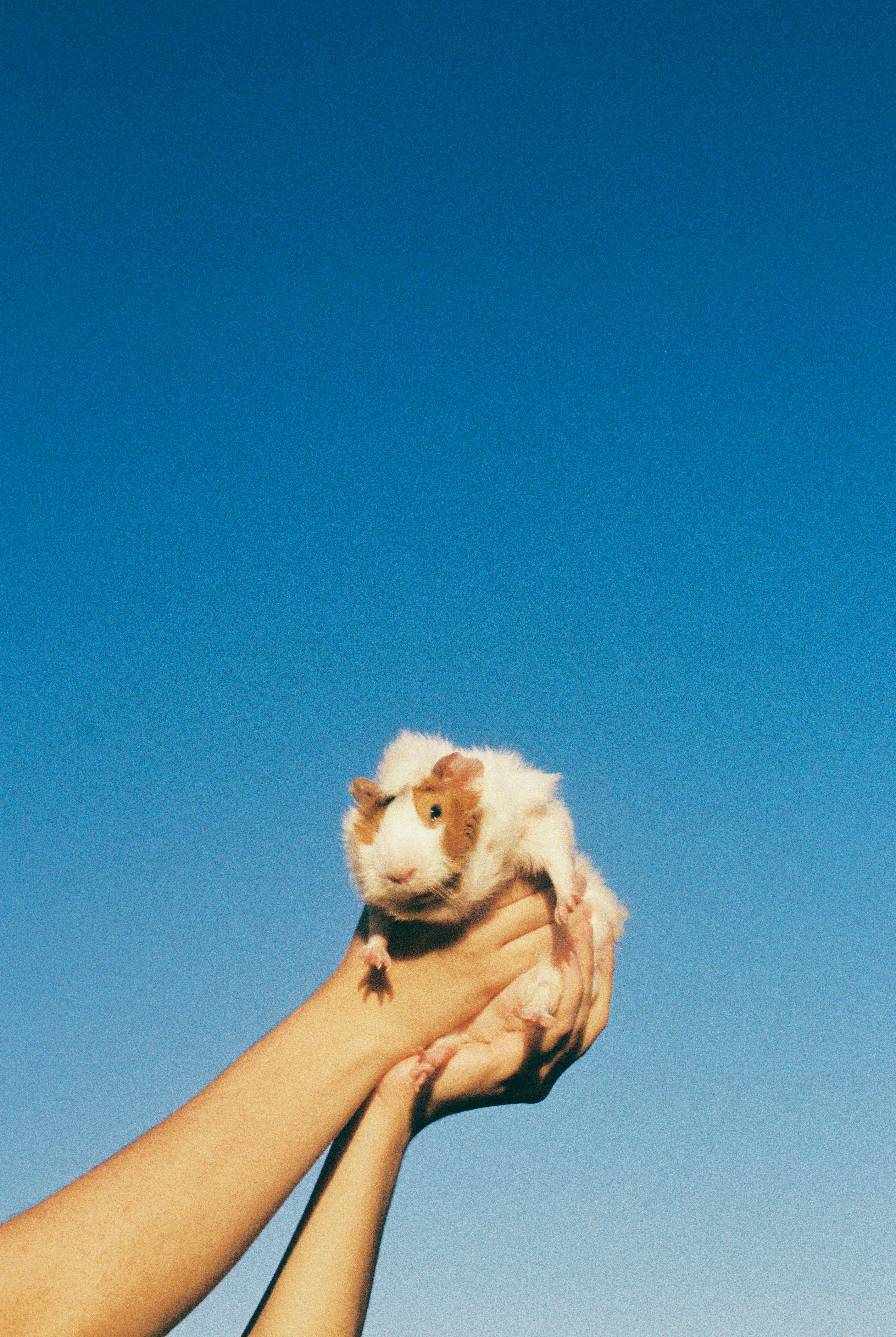 person holding white long coated small dog