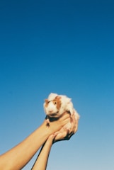 A small guinea pig with brown and white fur is being held up in the air by a person's hands against a bright blue sky.