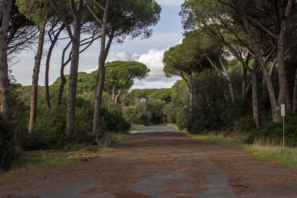 arbres verts sur sol brun pendant la journée