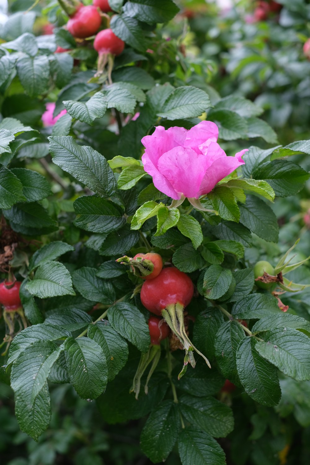 lila Blüte mit grünen Blättern