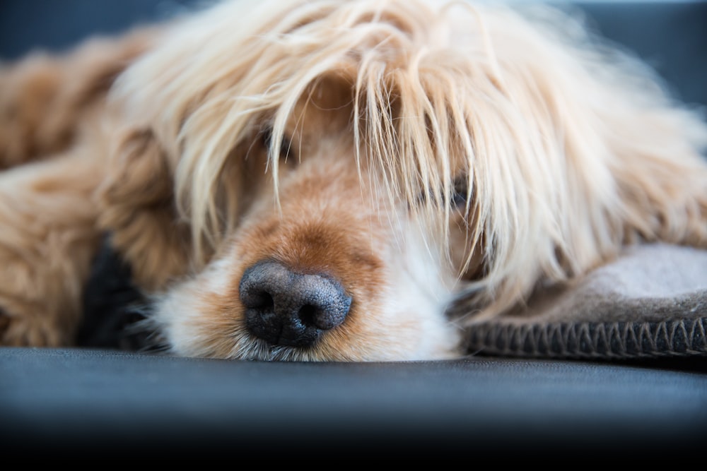 Cane di piccola taglia bianco a pelo lungo