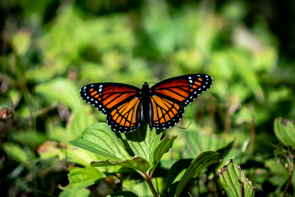 monarch butterfly perched on green leaf in close up photography during daytime