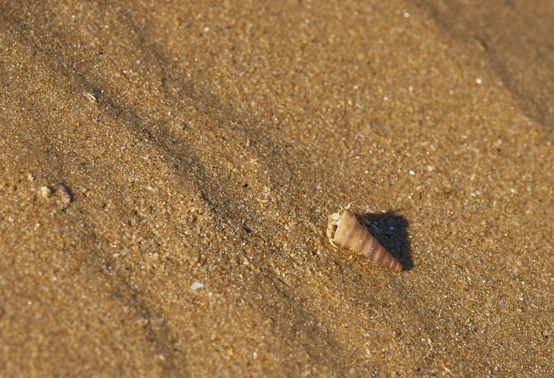 brown and white seashell on brown sand