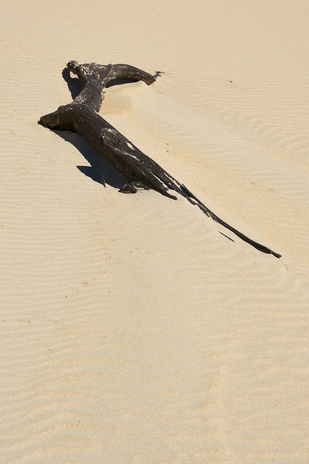 black bird on white sand during daytime