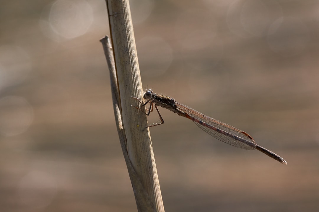 brown and black dragonfly on brown stick in close up photography during daytime