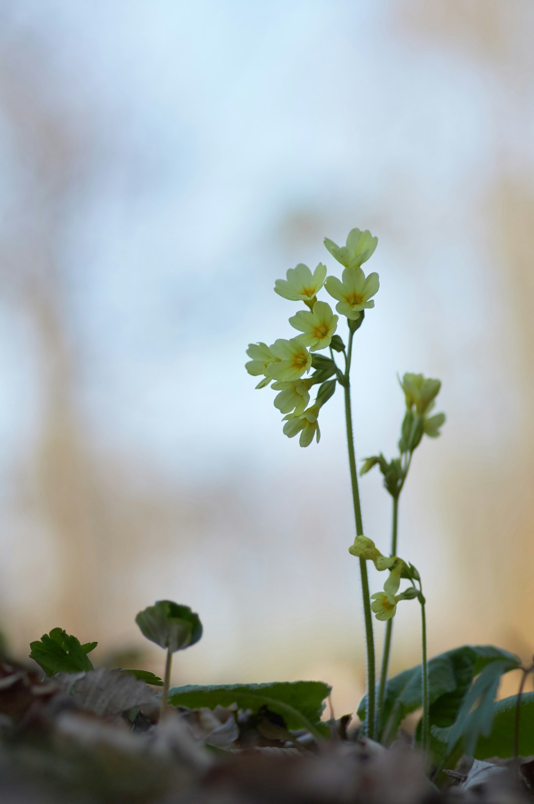 yellow flower in tilt shift lens