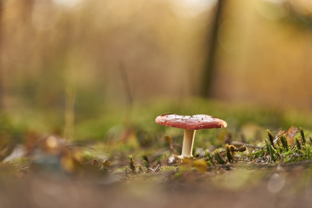 brown and white mushroom in tilt shift lens