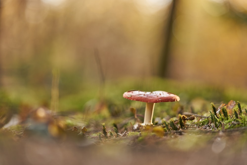 brown and white mushroom in tilt shift lens