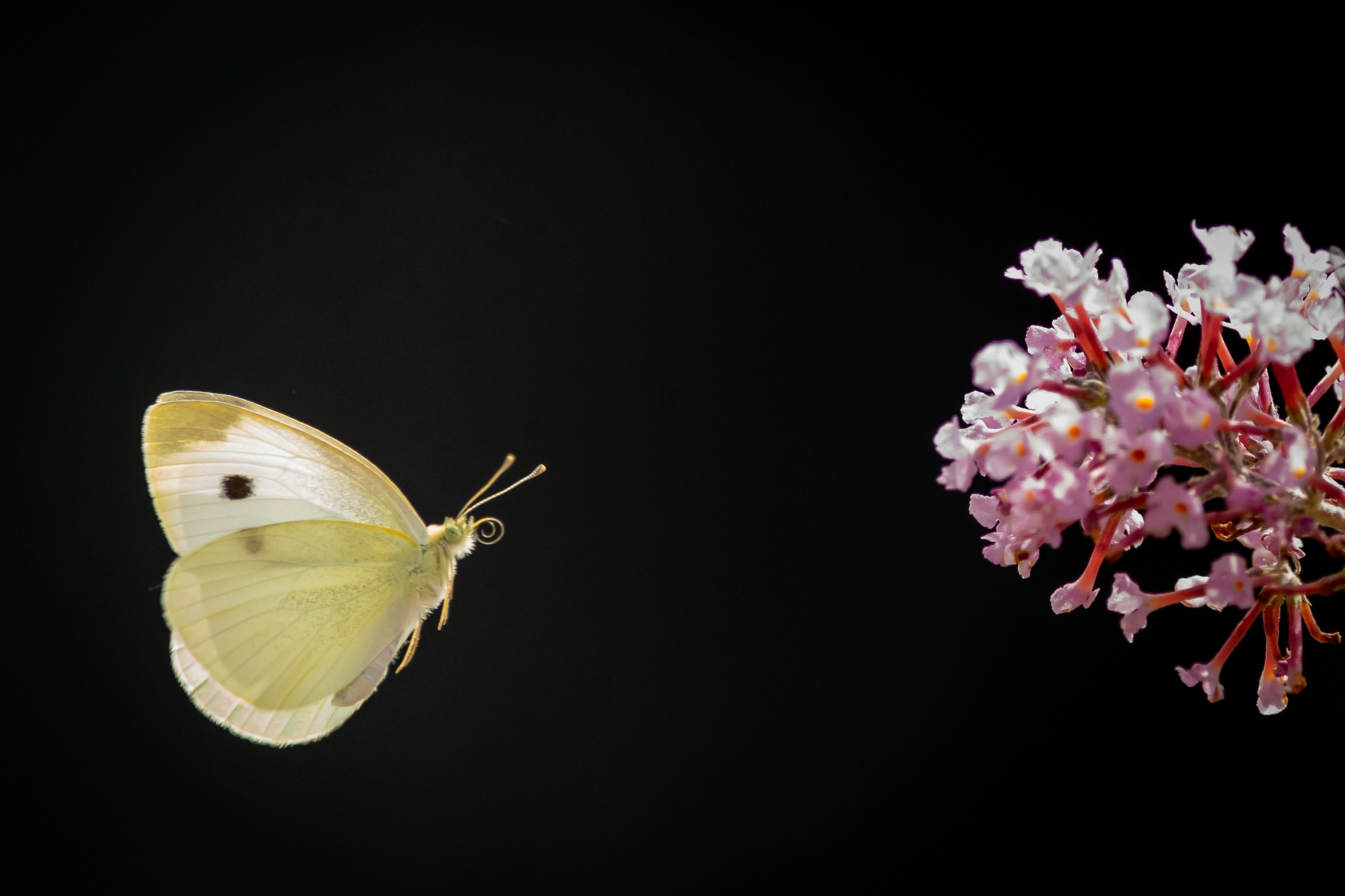 green butterfly perched on purple flower