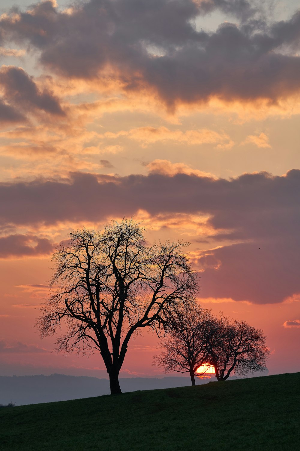 leafless tree under cloudy sky during sunset