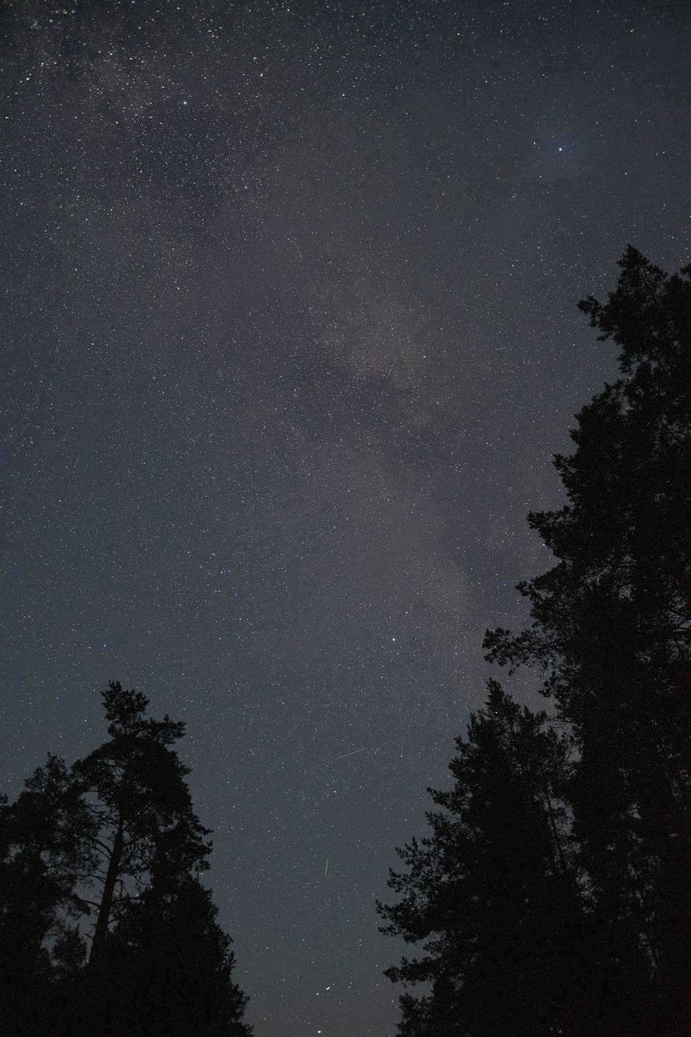 silhouette of trees under starry night