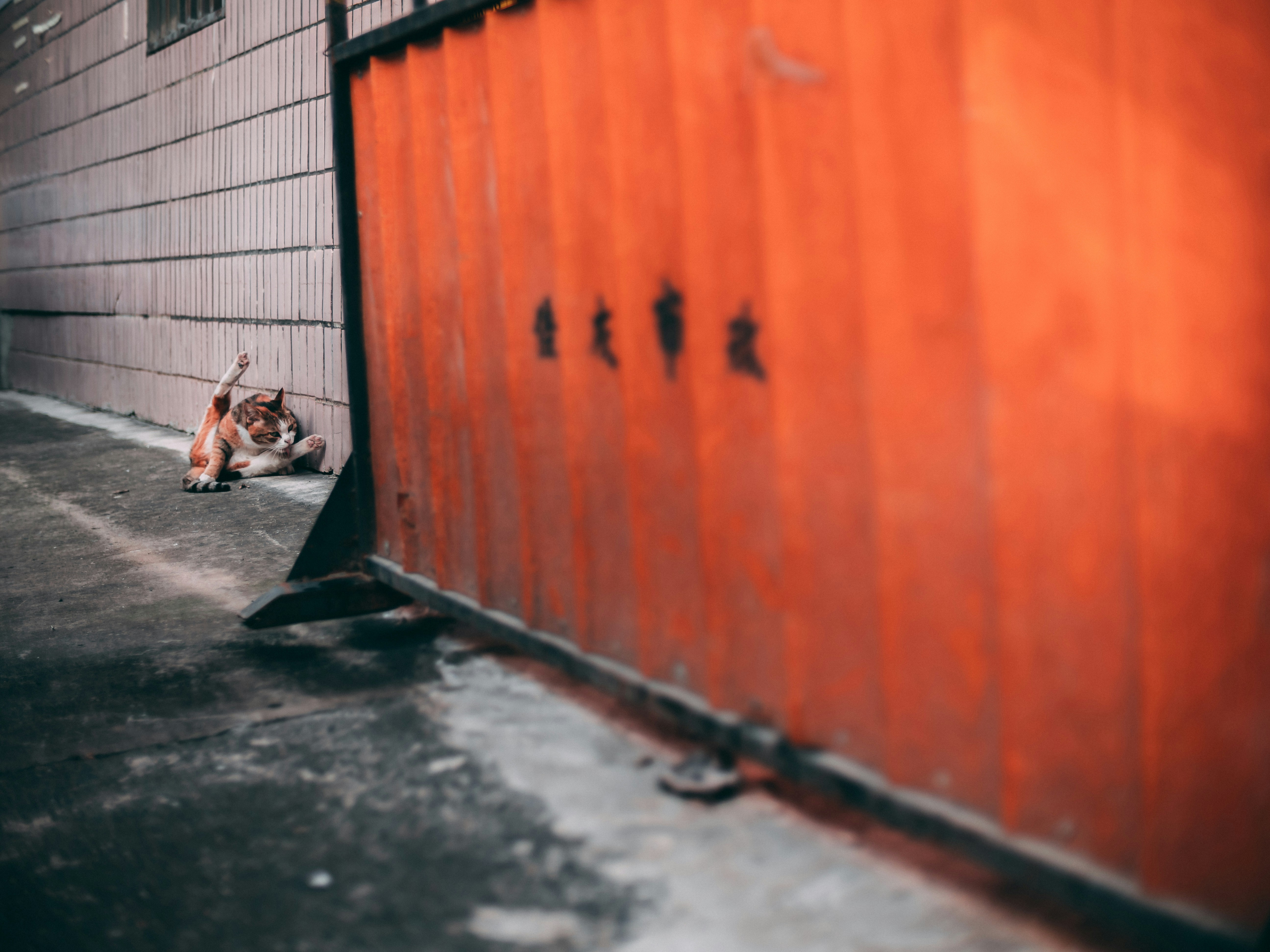 Photo by capricaptures