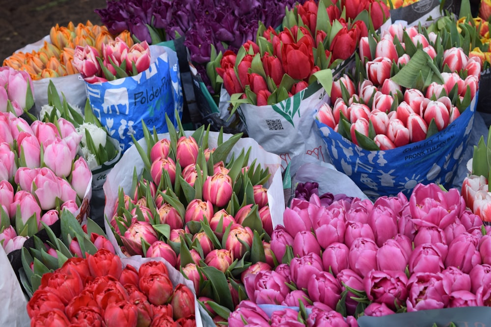 red and pink tulips on white plastic bags