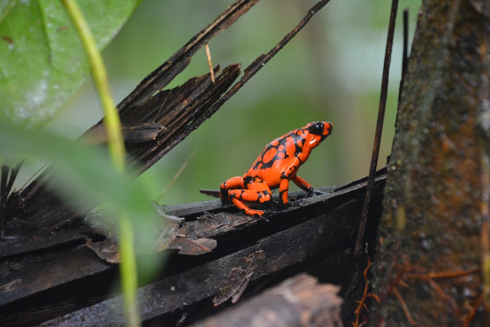 orange and black frog on brown wood