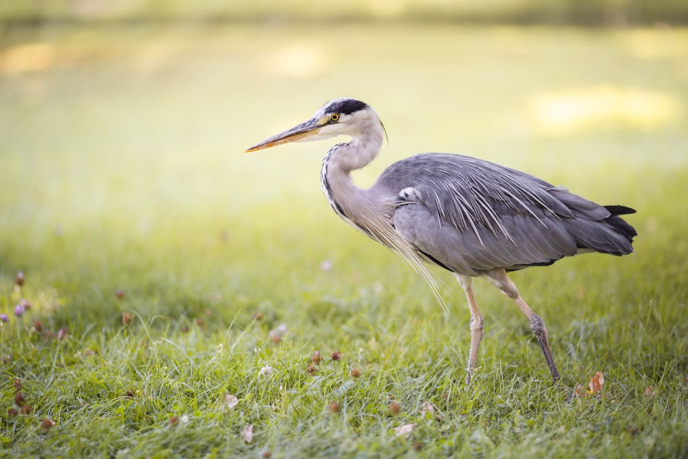 grey heron on green grass field during daytime