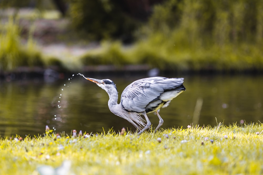 Grauer Vogel tagsüber auf grünem Gras in der Nähe des Sees