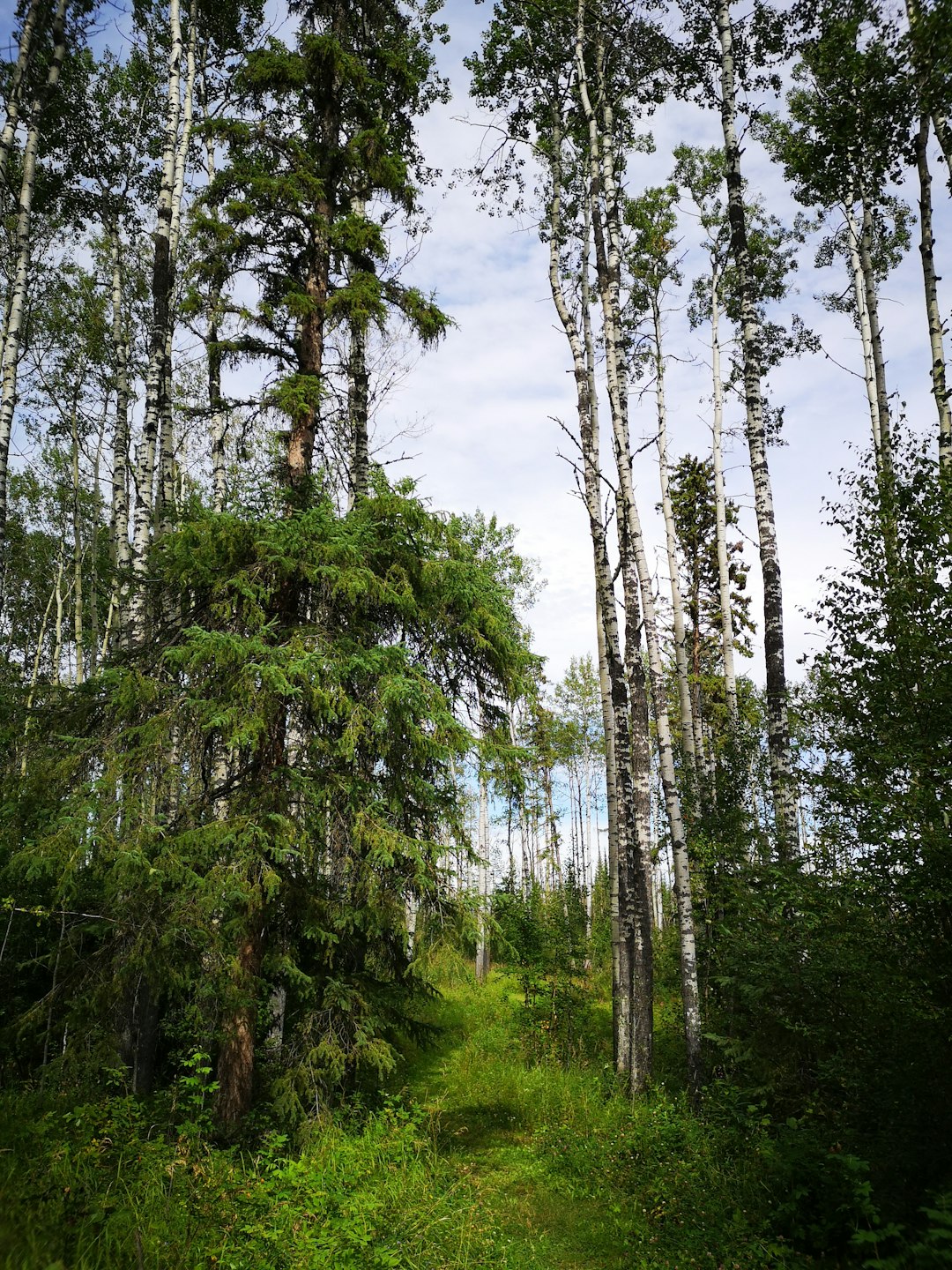Tropical and subtropical coniferous forests photo spot Gregoire Lake Canada