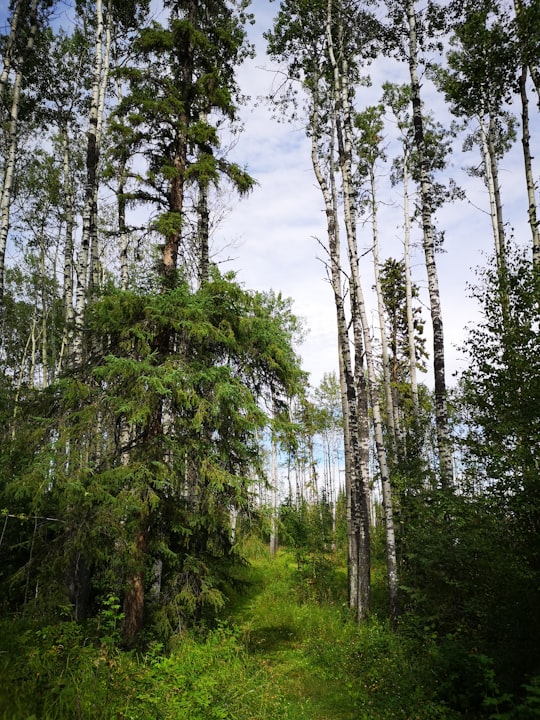 green trees under white sky during daytime in Gregoire Lake Canada
