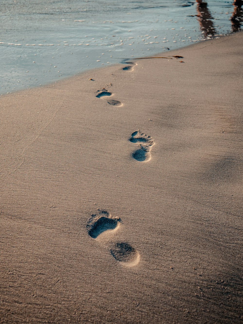 Brauner und weißer Vogel tagsüber auf braunem Sand