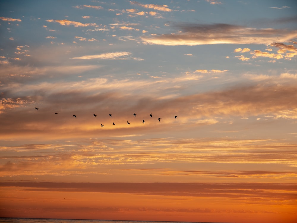 birds flying over the clouds during sunset