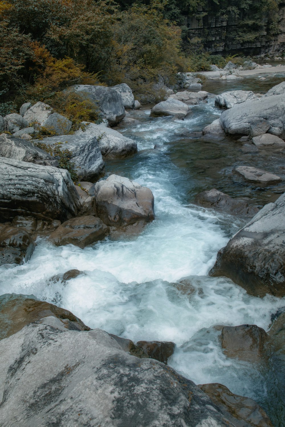 a river running through a forest filled with lots of rocks