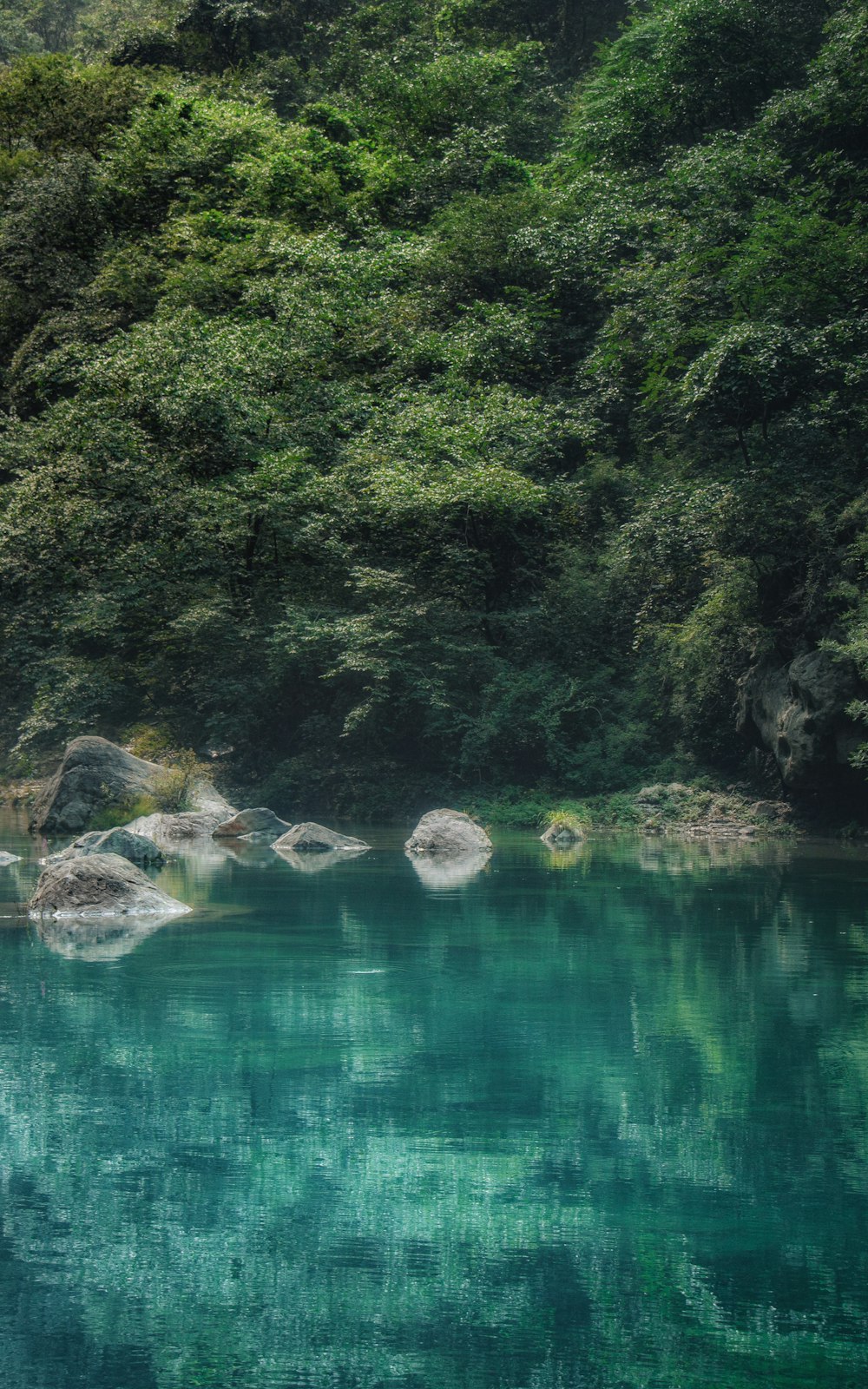 a body of water surrounded by lush green trees