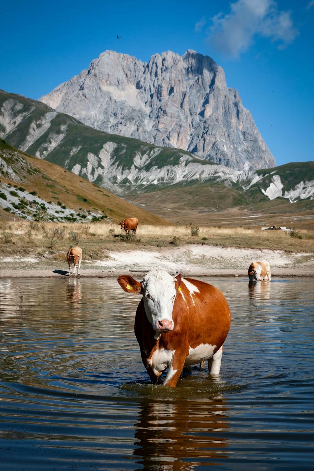 brown and white cow on river during daytime