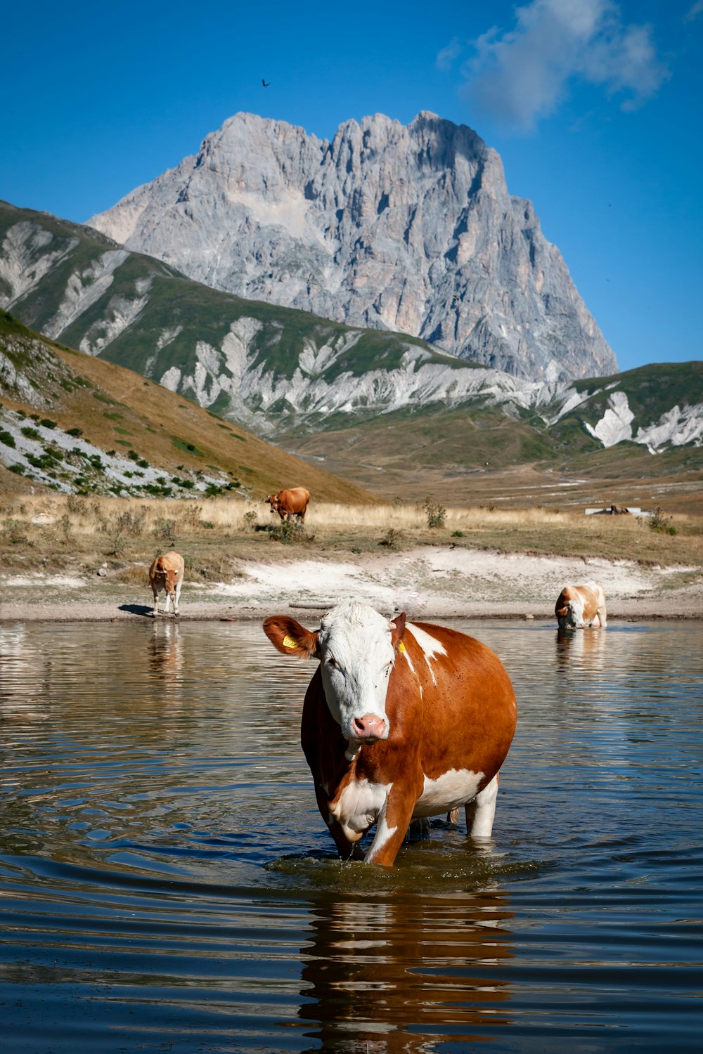 mucca marrone e bianca sul fiume durante il giorno