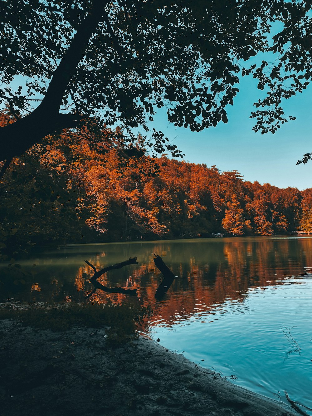 body of water near trees during daytime