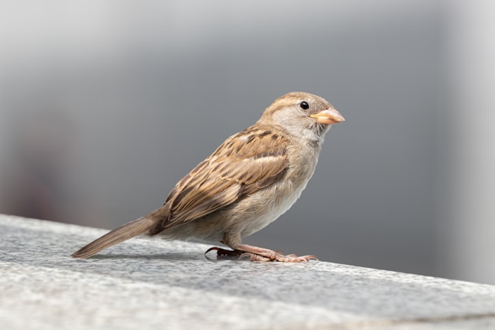 The Sparrow