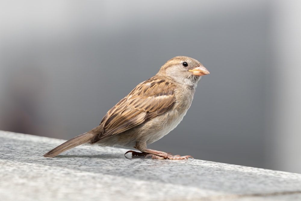 brown sparrow perched on tree branch