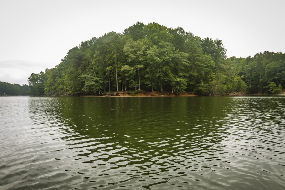 green trees beside body of water during daytime