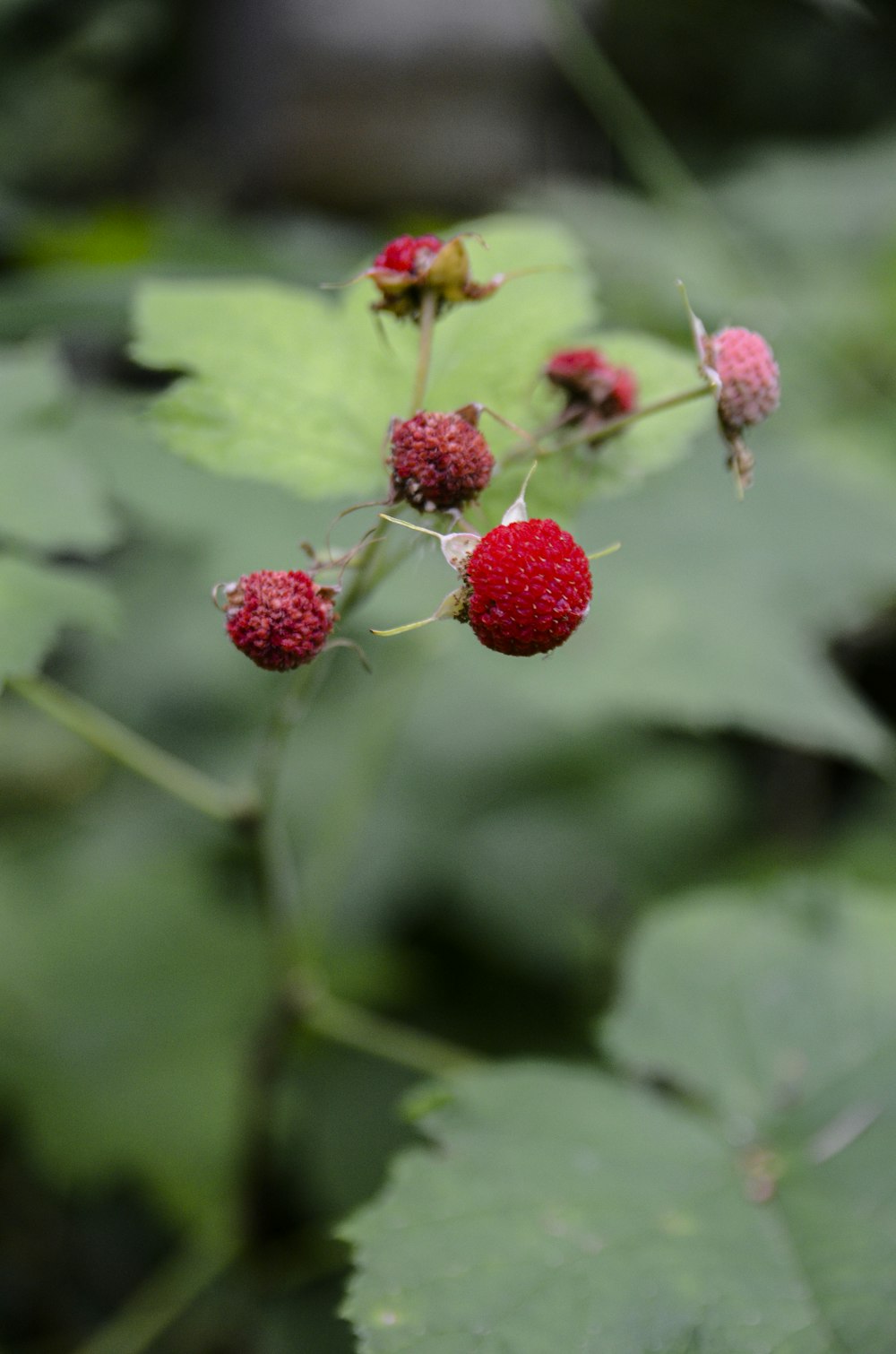 red round fruits in tilt shift lens