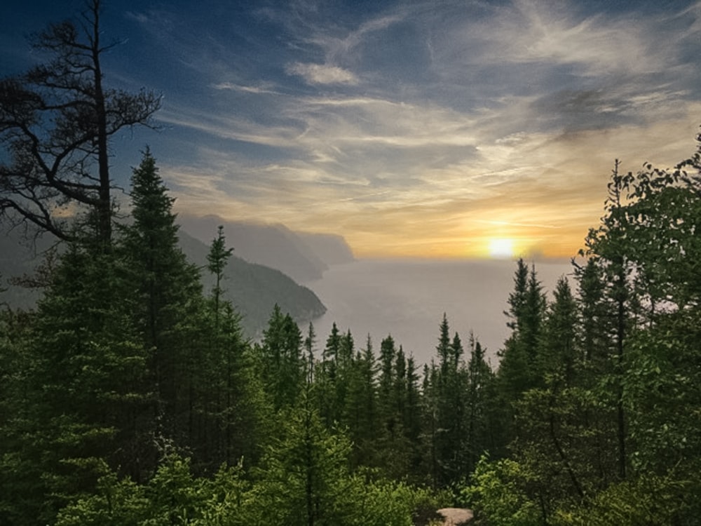 pini verdi vicino alla montagna durante il giorno