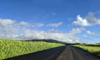 green grass field under blue sky during daytime