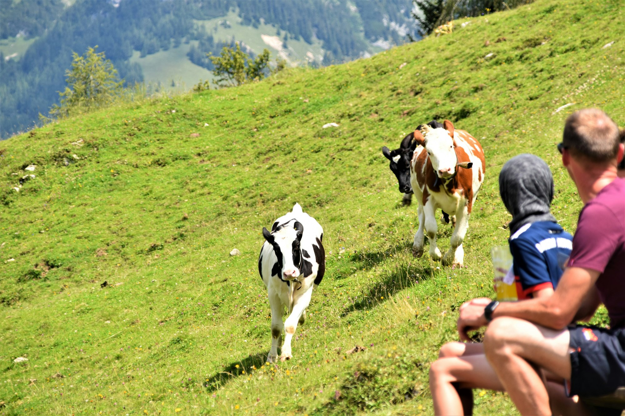 Thirsty cows are running in front of the hikers