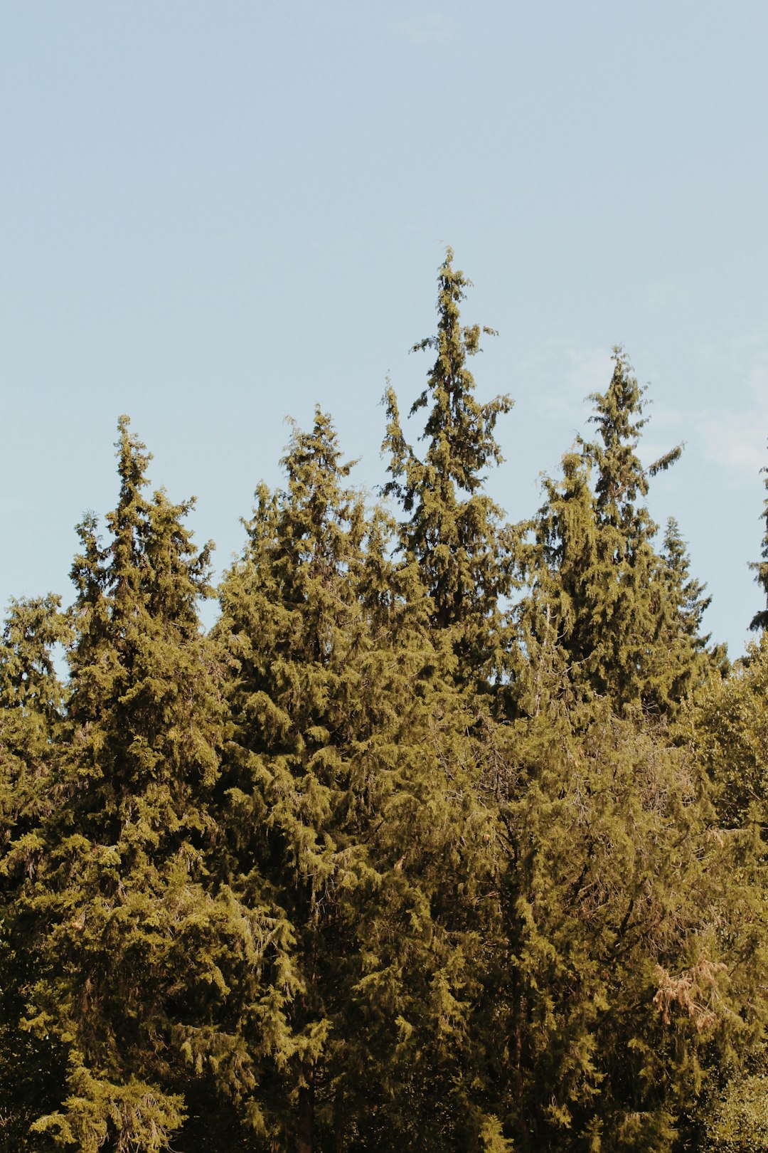 green and brown trees under blue sky during daytime