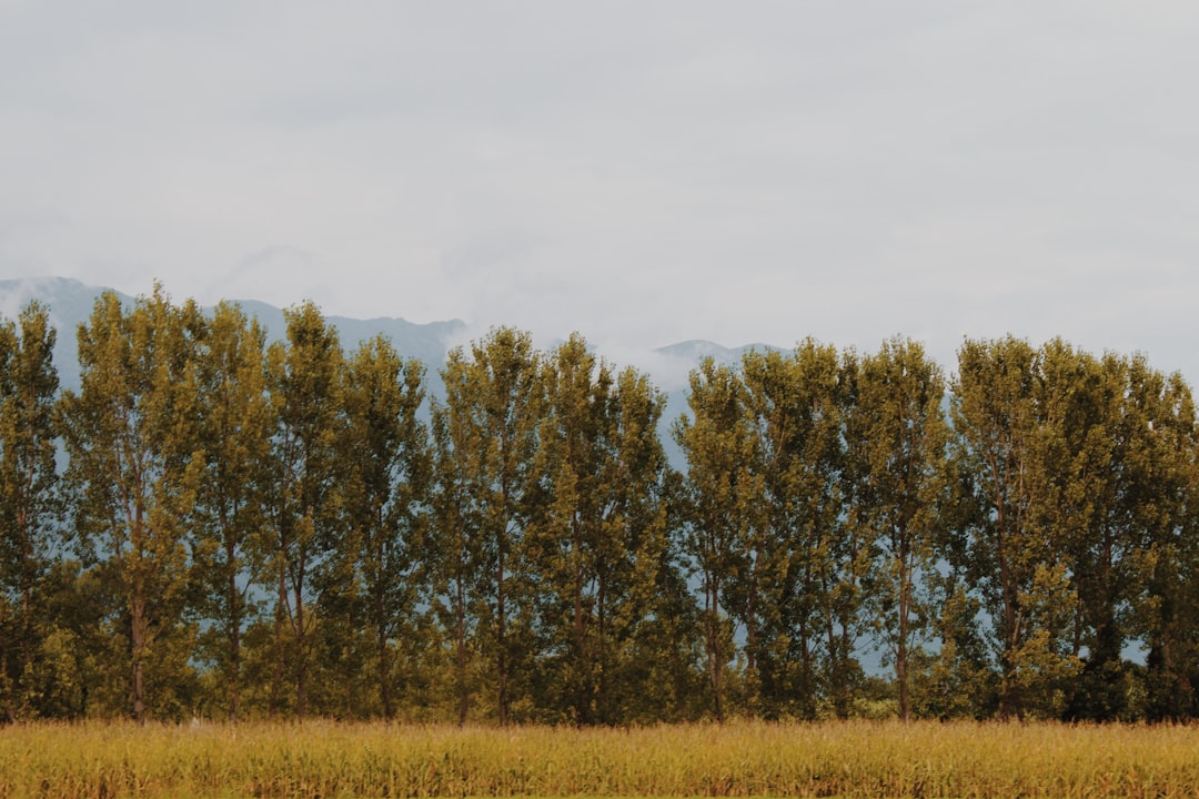 green trees on brown grass field during daytime