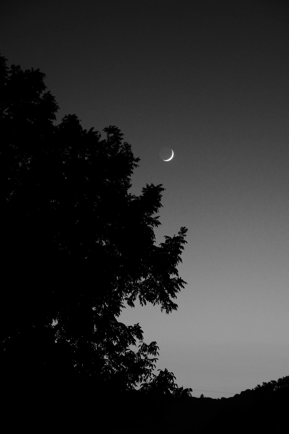 grayscale photo of tree and moon