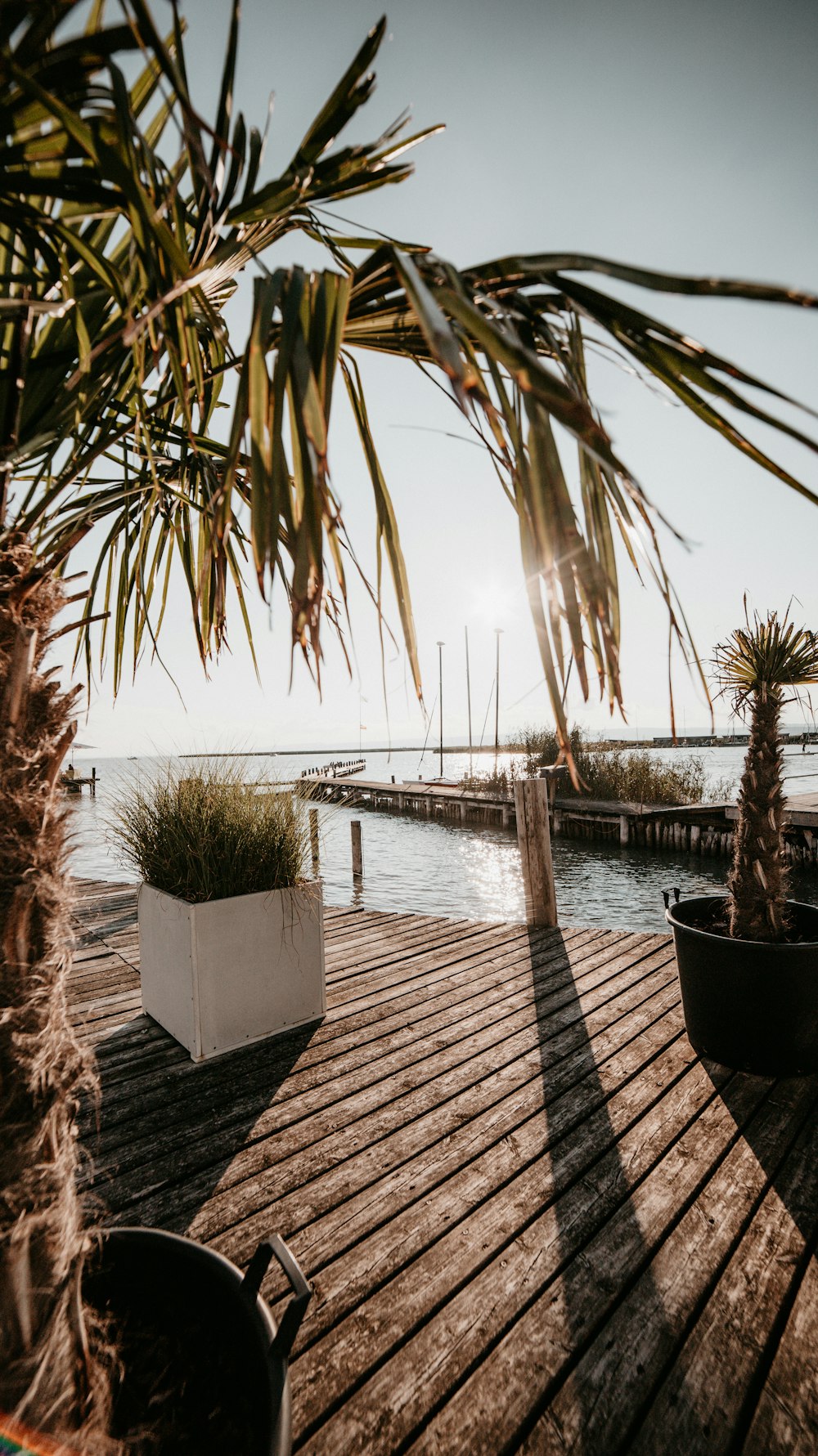 palm trees near body of water during daytime