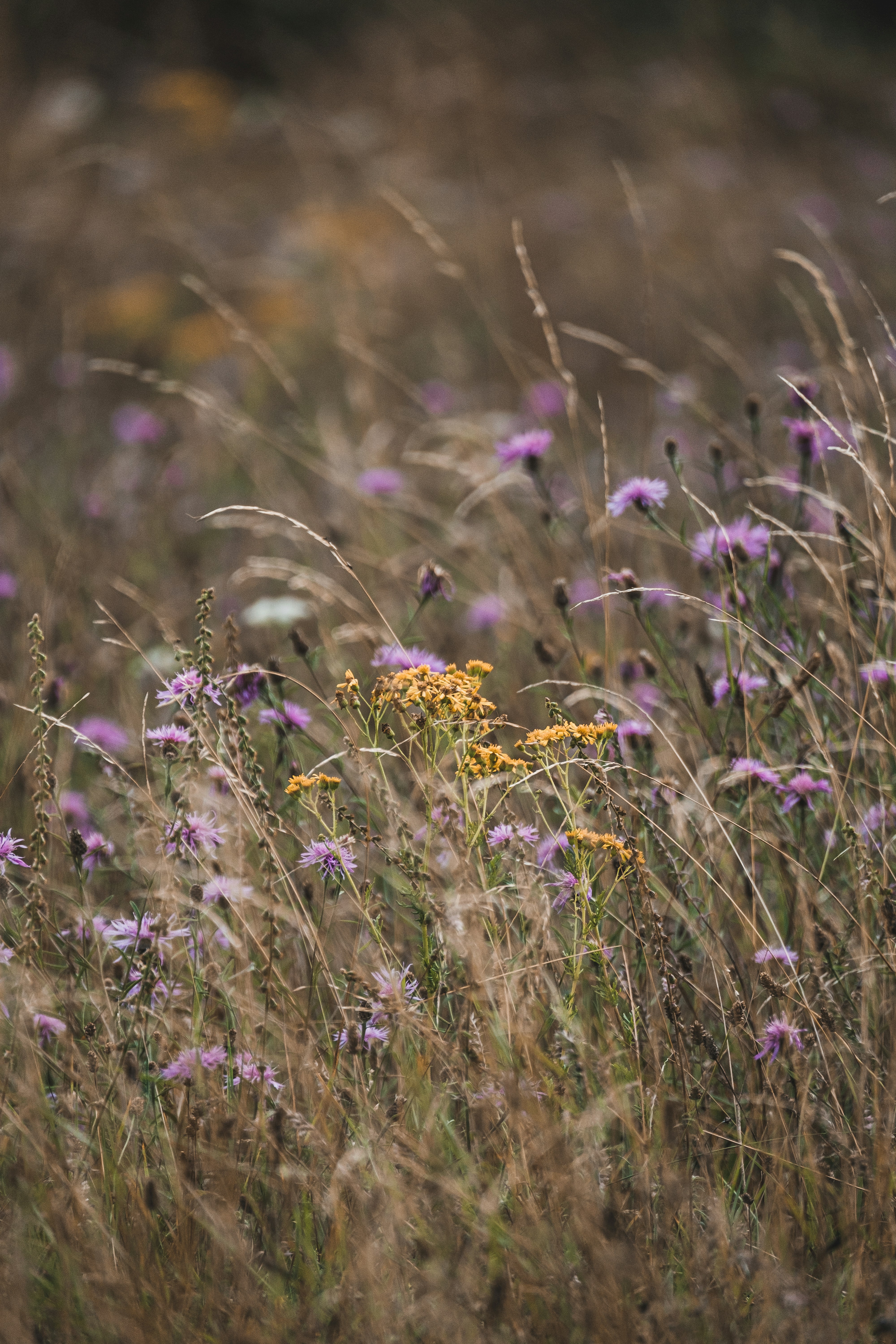 Yellow Flowers On Green Grass Field During Daytime Photo Free Field Image On Unsplash
