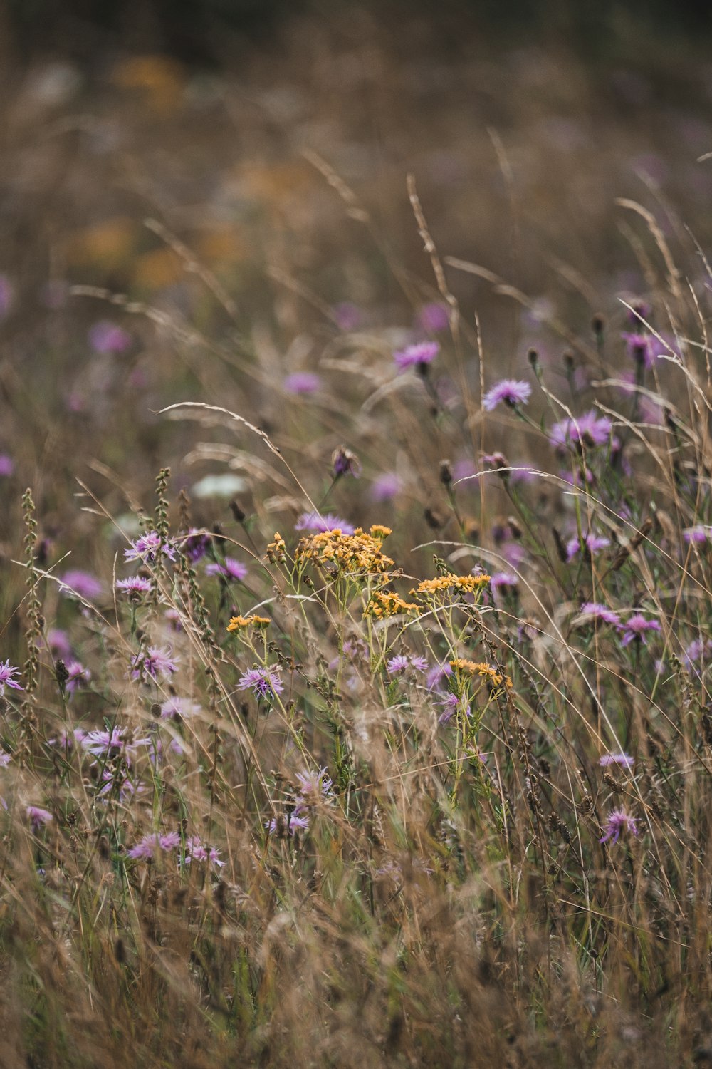 yellow flowers on green grass field during daytime