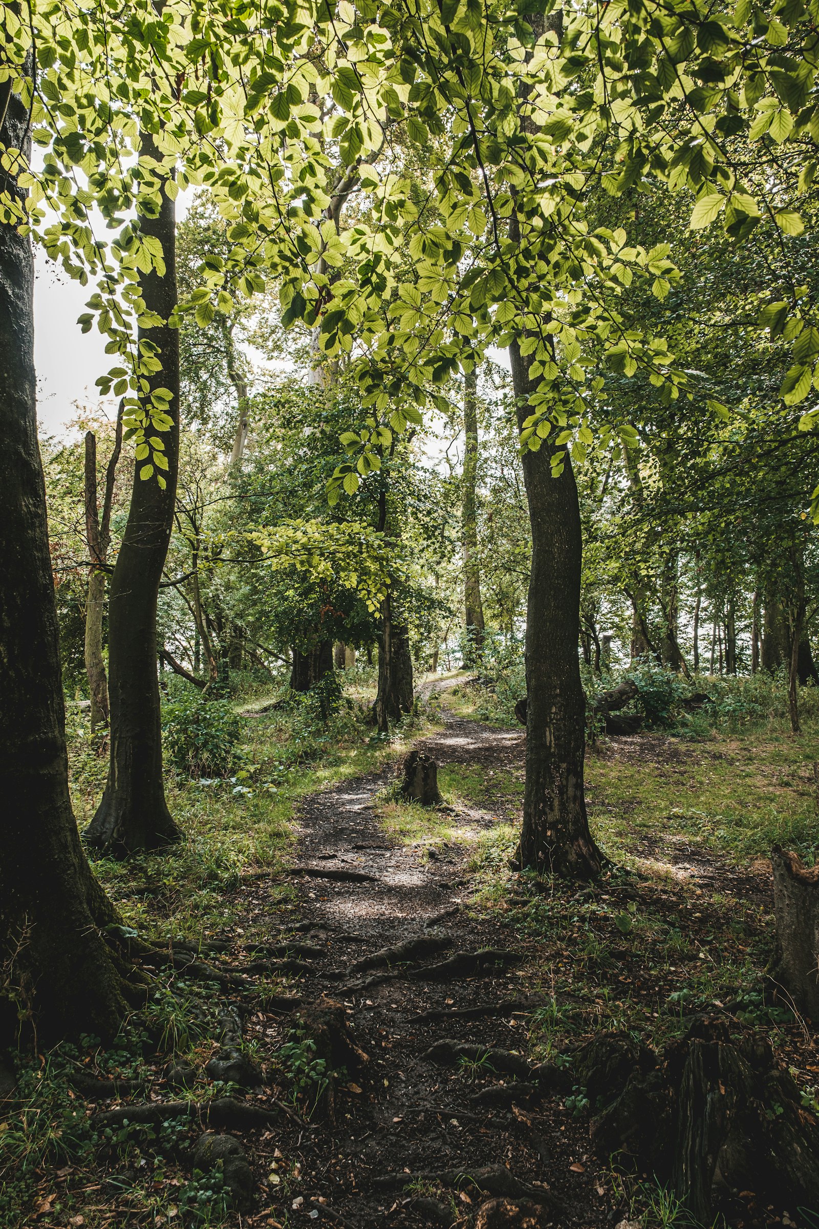 Fujifilm X-T2 + Fujifilm XF 16-55mm F2.8 R LM WR sample photo. Green trees on forest photography