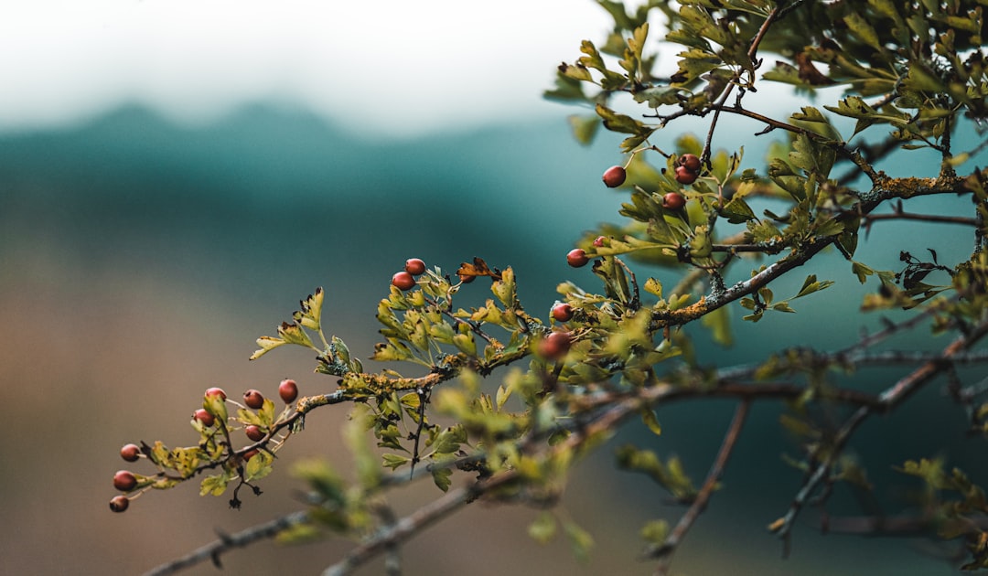 red and green fruit on tree during daytime