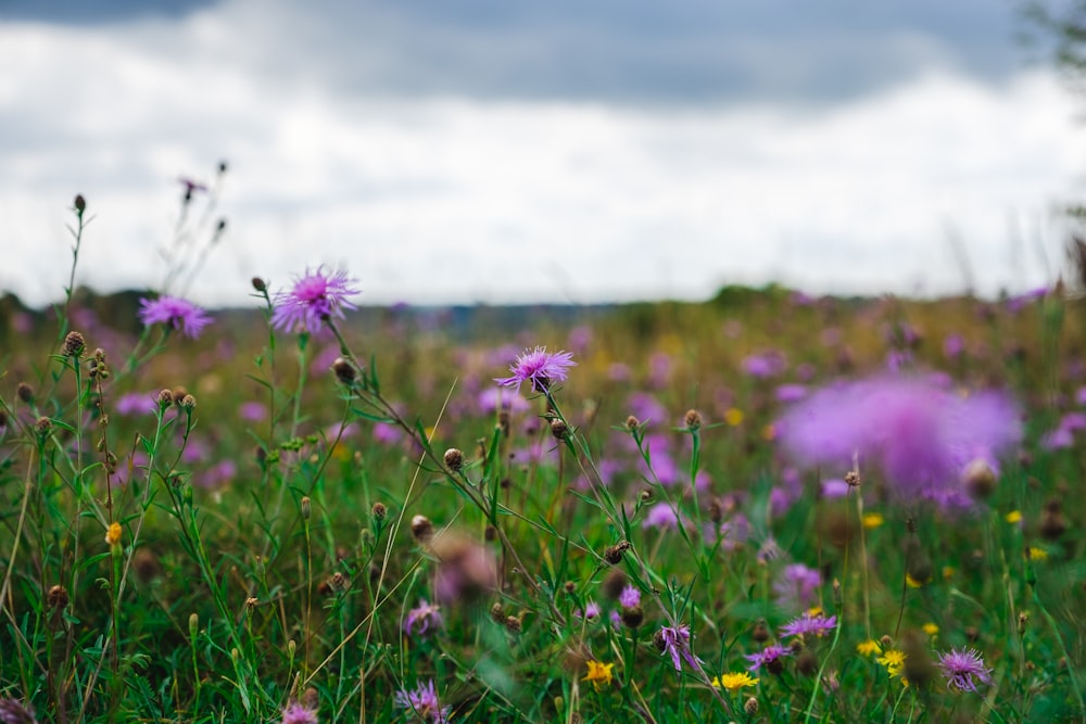 purple flower on green grass field during daytime