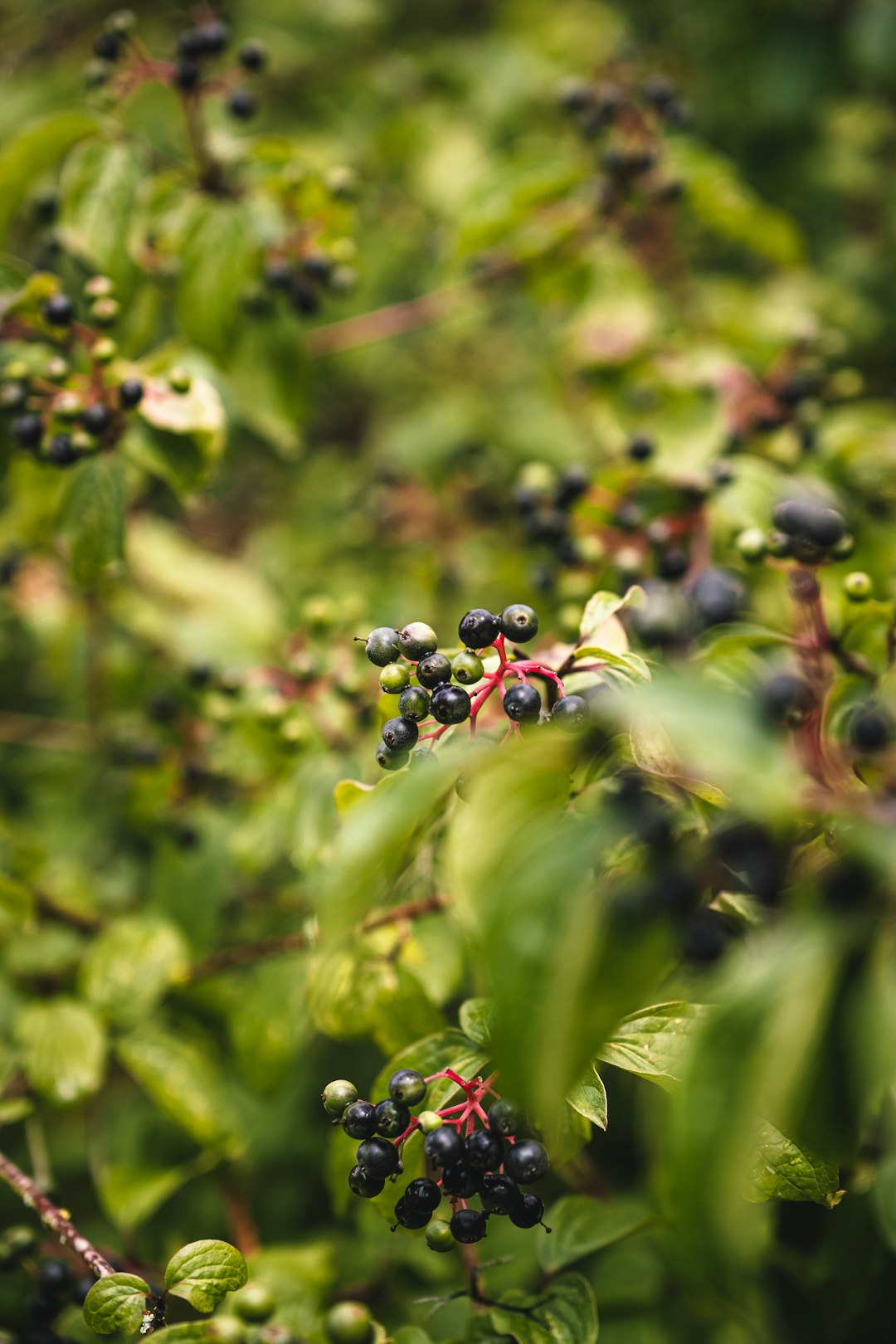 green plant with red and black fruits