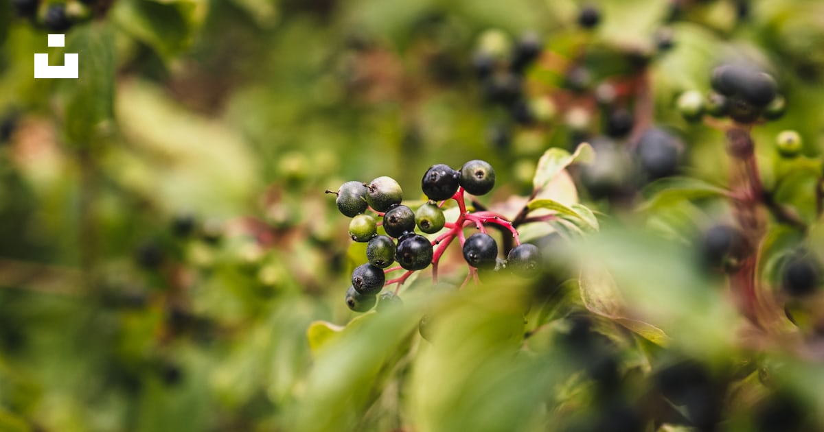 Plante verte à fruits rouges et noirs photo – Image gratuite de Vert ...