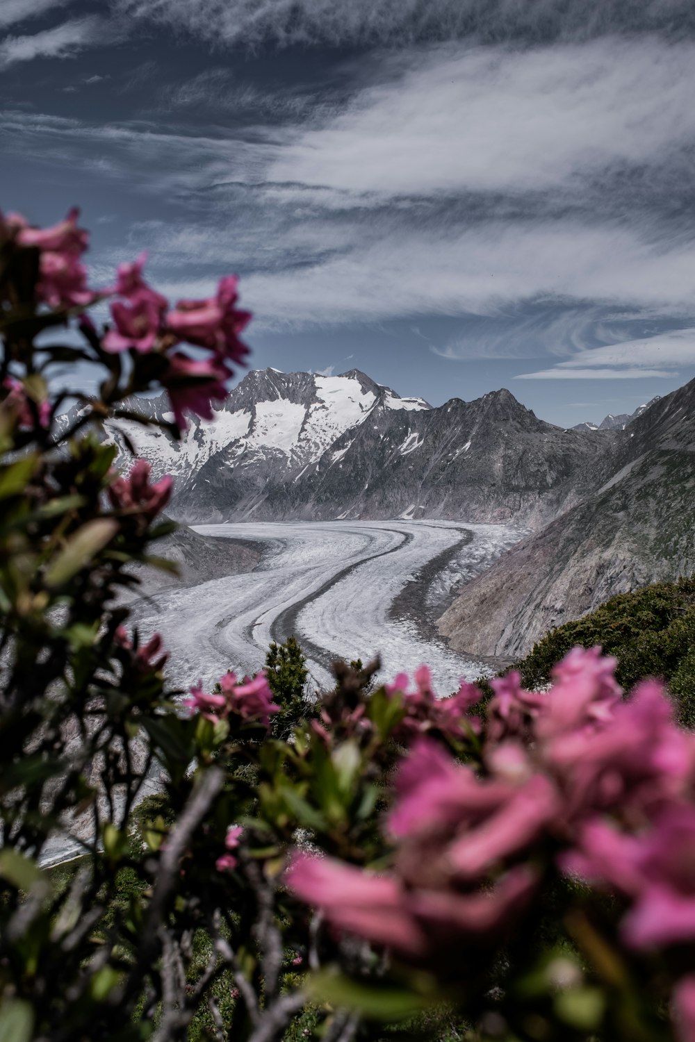 fiori rossi su una collina con montagna coperta di neve in lontananza