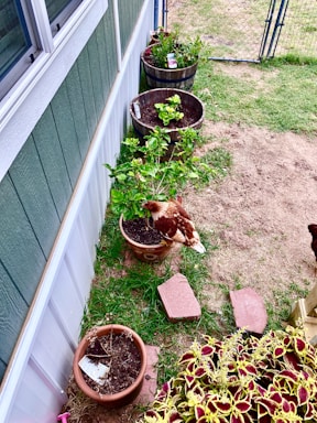 A small garden area next to a building features several potted plants along a wall. A brown and white chicken stands near one of the pots, adding life to the garden scene. The background includes a metal fence and grassy yard area.