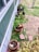 A vibrant garden with various plants and a small livestock area in the background.
